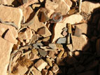 Image of pot sherds and maize